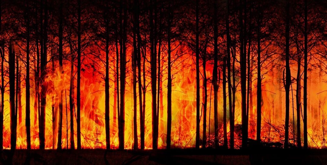 Plataformas não conseguem prevenir desinformação climática, como manda lei europeia